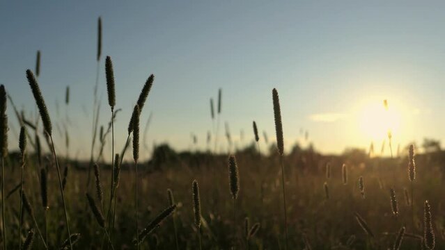 Timothy grass field at sunset, golden hour weed meadow