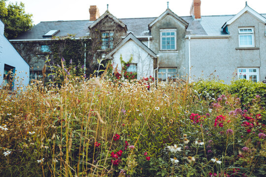 A derelict house being reclaimed by nature