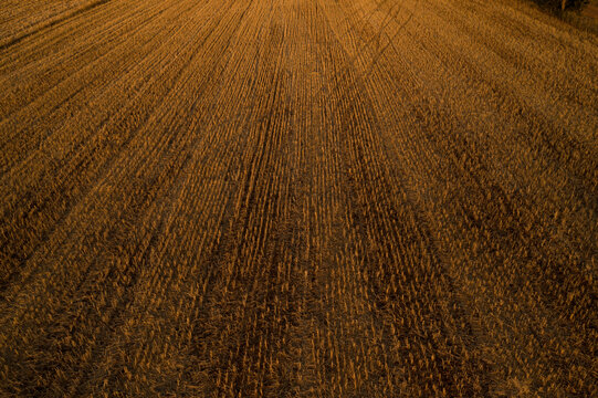 Background of a harvested wheat field at sunset