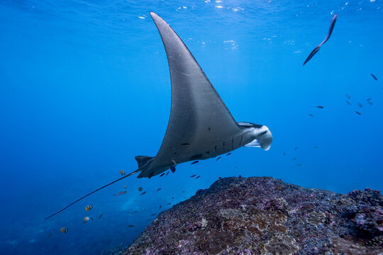 Manta ray at the cleaning station