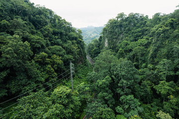 road in green forest after rain