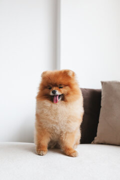 Camera aware dog on a couch
