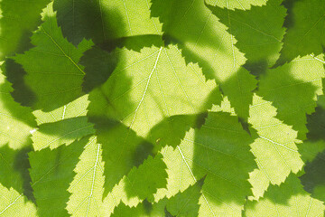summer nature green leaves abstract background