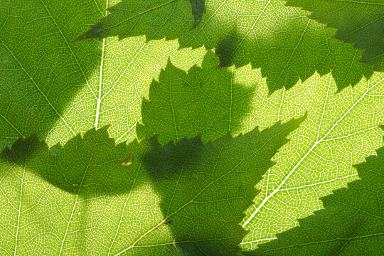 summer nature green leaves abstract background