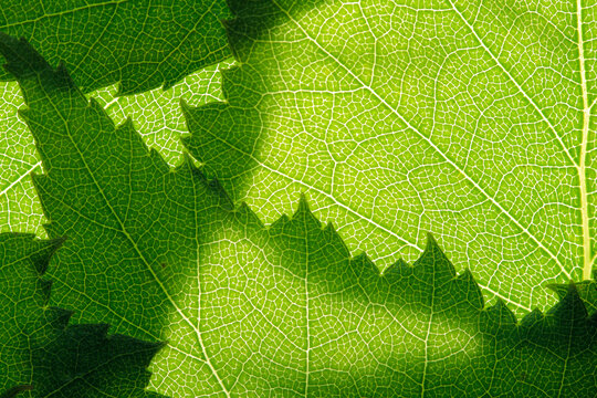 summer nature green leaves abstract background