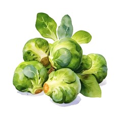 Watercolor Brussels Sprouts isolate on white background