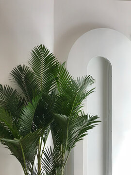 House palm tree in a modern white space