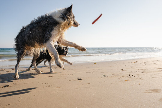doggy fun at the beach!