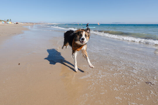 dog running on the beach