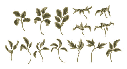 Hand drawn floral leaf branch, greenery, foliage vector clip art illustration collection