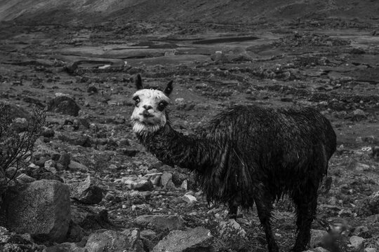 Alpaca