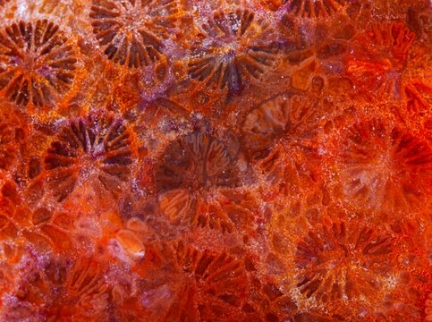 Coral skeleton fossil crystal jade agate flower pattern detail