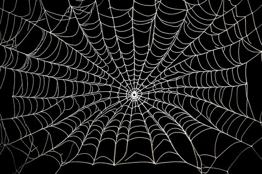 spider web with dark background generated by AI technology
