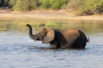 Ein Afrikanischer Elefant durchquert den Chobe Fluss in Botswana