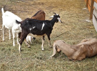 Obraz premium goat and foal