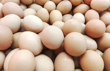 pack of chicken egg in groceries store