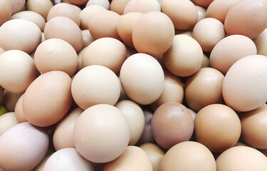 pack of chicken egg in groceries store