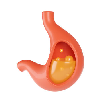 Half-cut stomach on white background