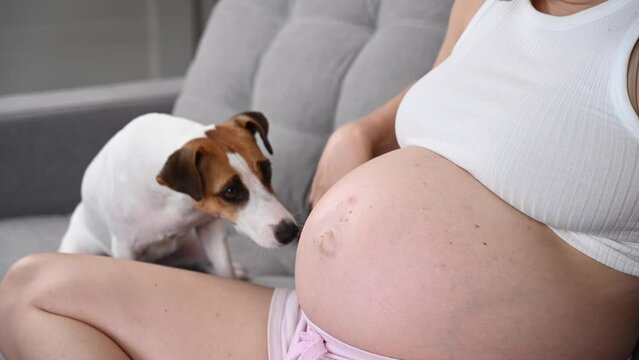 A pregnant woman sits on a sofa with a dog. Jack Russell Terrier licks owner's belly. 