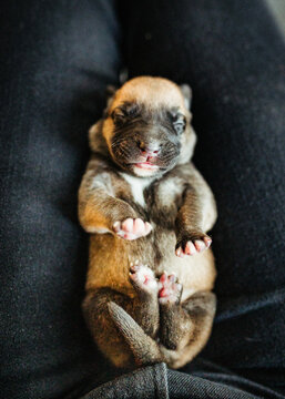 tiny newborn puppy sleeping on back in human's lap