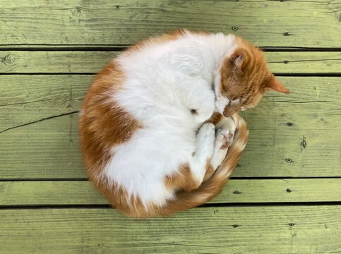 curled up cat