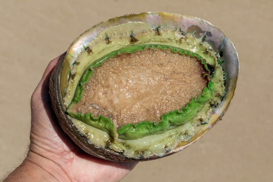 Green lip abalone. South Australia.