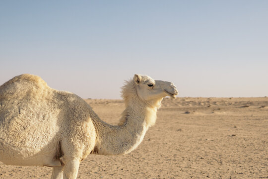 White dromedary in the Sahara desert