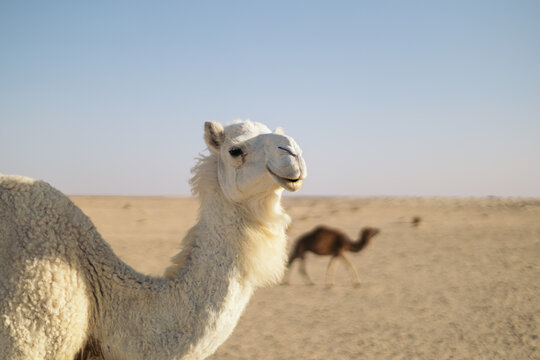 White dromedary in the Sahara desert