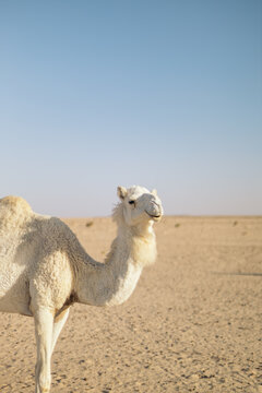 White dromedary in the Sahara desert