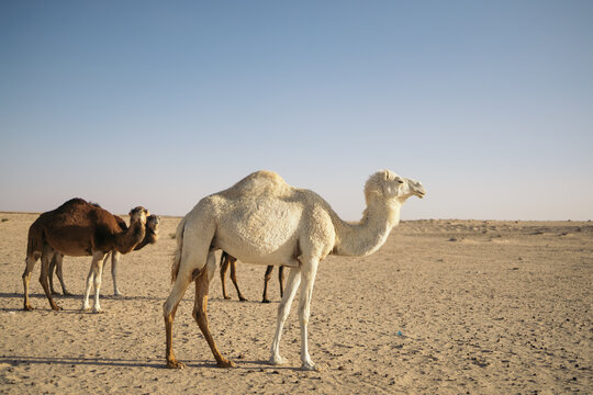 White dromedary in the Sahara desert