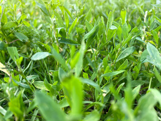 Summer background with green grass.Bright green grass close-up. 