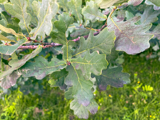 Oak branches with growing small acorns.Oak branches with growing small acorns.