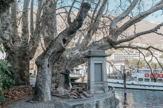 Woman Hugging Giant Tree