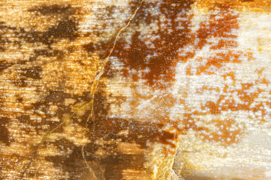 Petrified Wood Closeup  