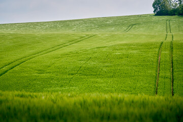 Wind ripples on green barley field - peaceful, serene and mesmerizing