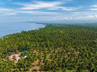 Coconut palm trees in coastline of Tropical Island. Mindanao, Philippines.