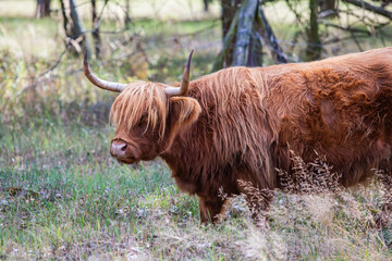 Schottische Hochlandrinder in Berlin Buch