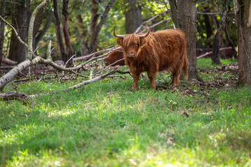 Schottische Hochlandrinder in Berlin Buch