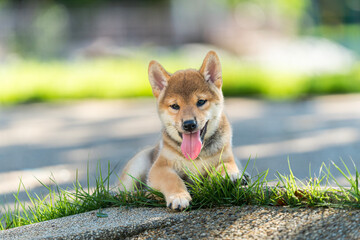 Japanese dog of japanese breed inu running fast in a green field. Beautiful Red baby Shiba Inu Dog Outdoor. - obrazy, fototapety, plakaty