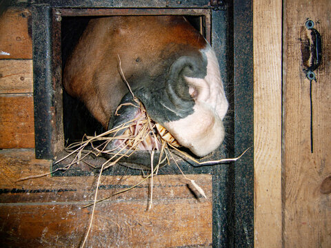 flash  hideous muzzle of hay-eating horse