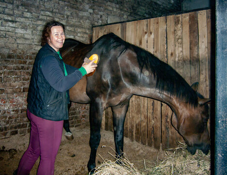 Groomer cleaning a horse with a brush in the stable