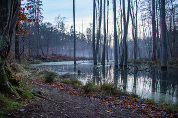 Bieberbauten im Briesetal, Brandenburg