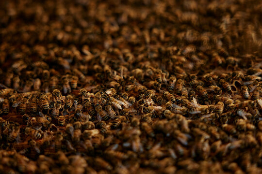 Honey bees walking around in their hive
