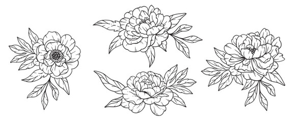 Peony  Line Art, Fine Line Peony Bouquets Hand Drawn Illustration. Coloring Page with Peony Flowers.  © Xenia