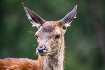Wildlife Deer Fawn in german Reh, Kitz or Rehkitz Capreolus capreolus close up walking in the gras