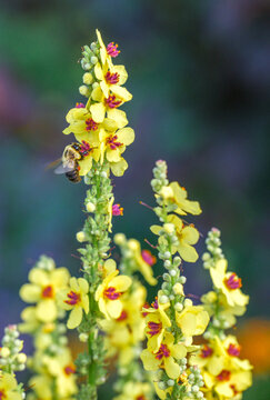 Black Mullein (Verbascum nigrum) with bees