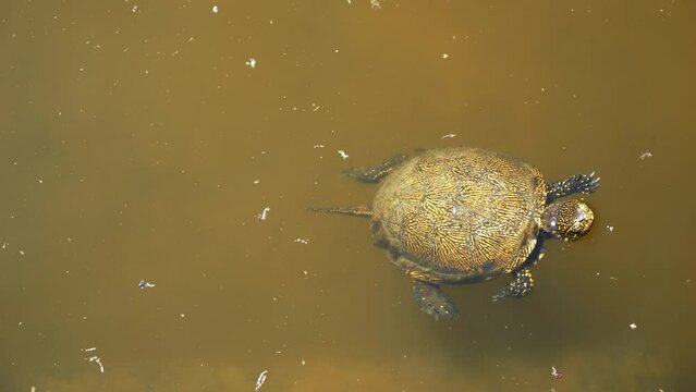 Butrint, Albania, mud turtle swimming on a sunny day in a pond