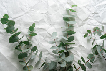 Eucalyptus branches, rough white Japanese paper background