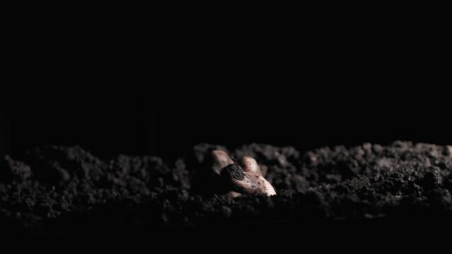 A dead man's hand emerging from the ground. A zombie hand rises from the grave. An uprising of the dead. Halloween Concept