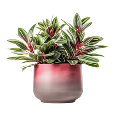 Potted plants isolated on transparent background